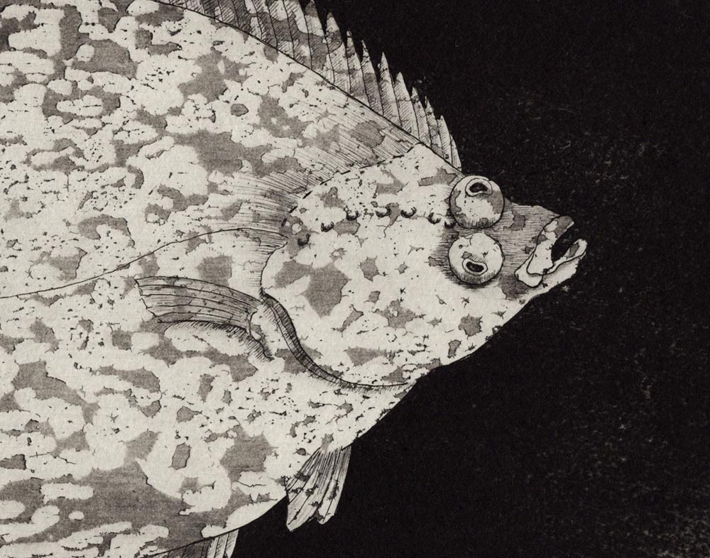 Radierung Plattfisch (Fisch unter Druck), Ausschnitt