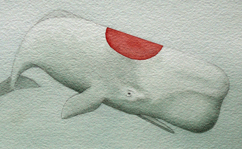 Aquarell – Wal mit Tancho-Fleck