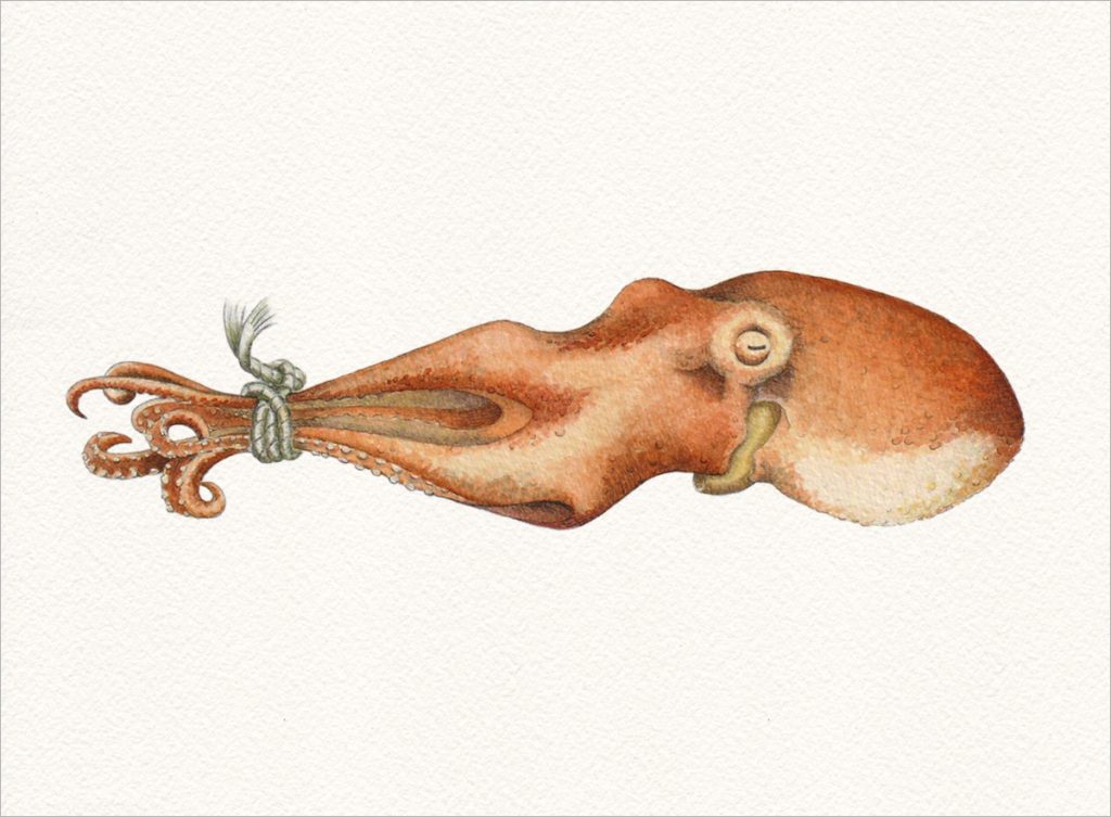 "octopuzzled" – aus der Tentakel-Serie
