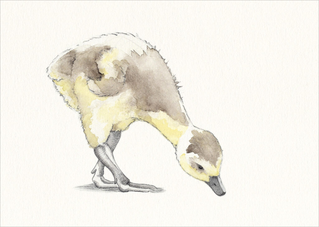 "gänslich grasend" – Nürnberger Tiere