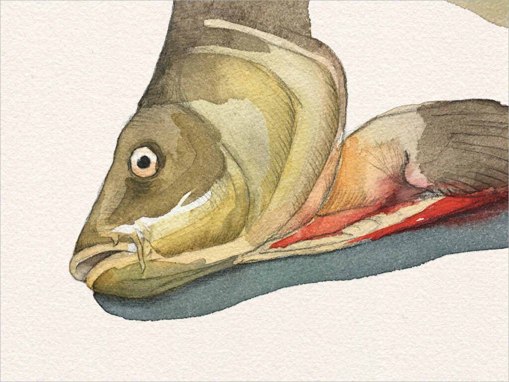 Zeichnung – Karpfen