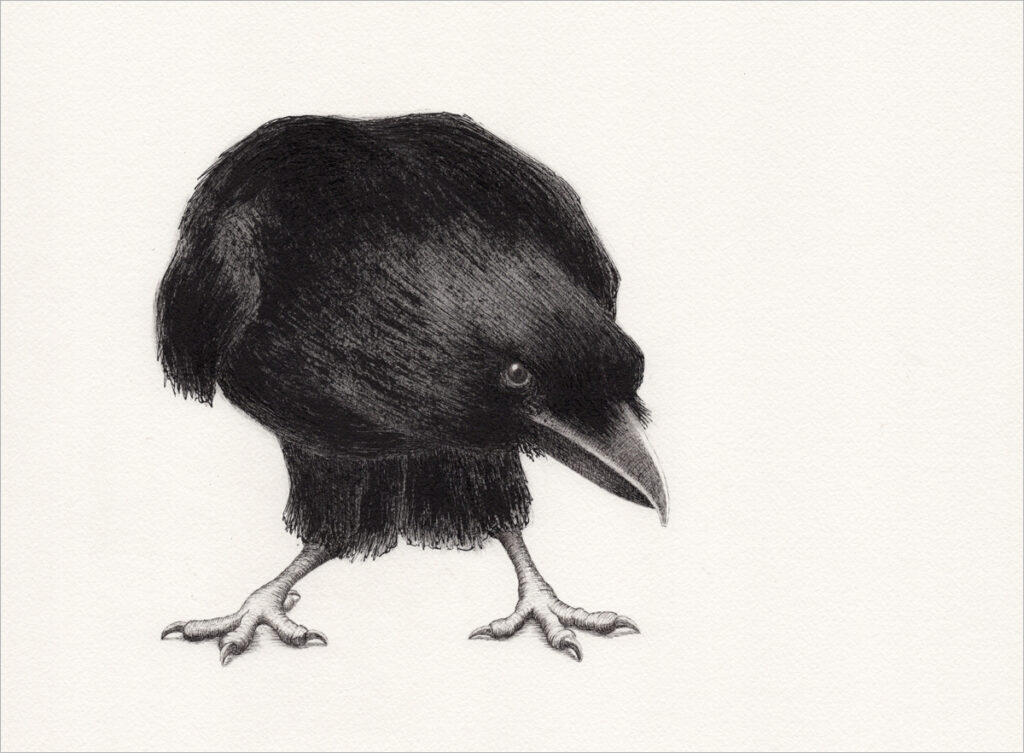 Zeichnung – "corvus curiosus"