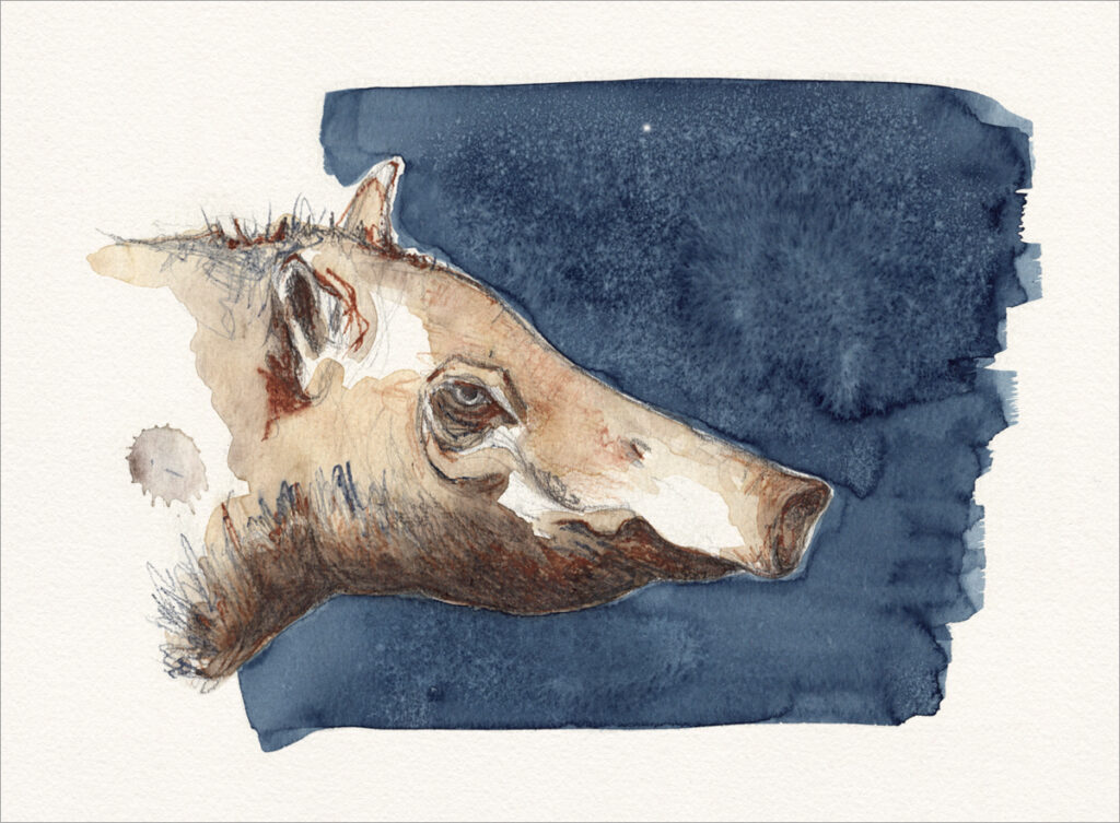 Zeichnung – "Nachtschwein"