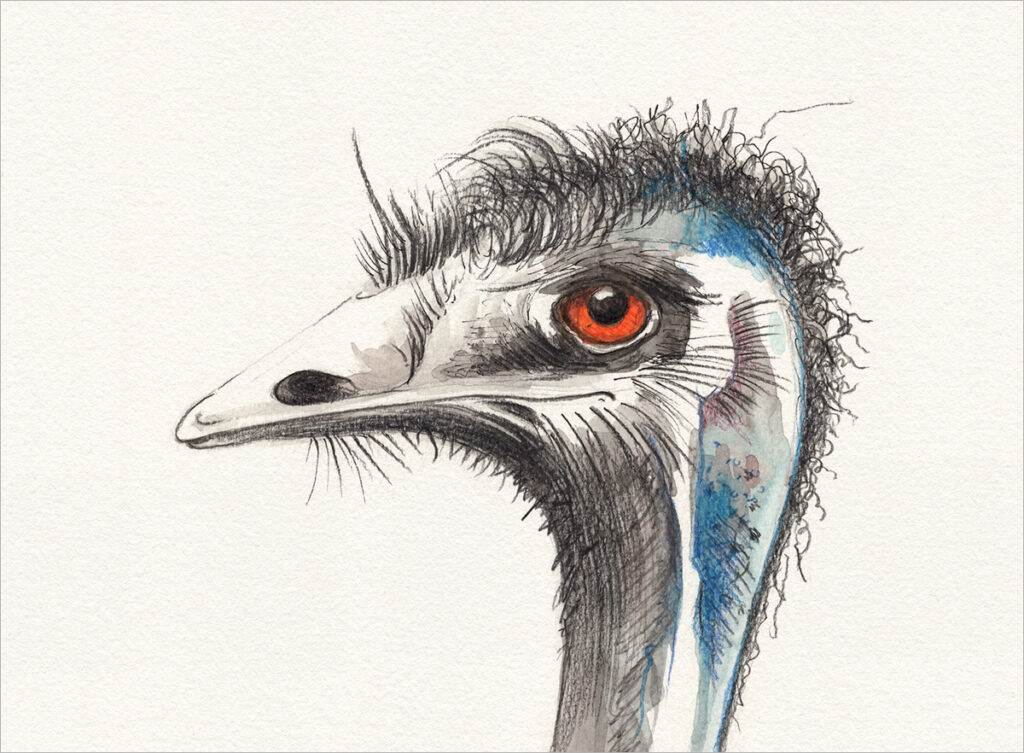 Zeichnung – Emu