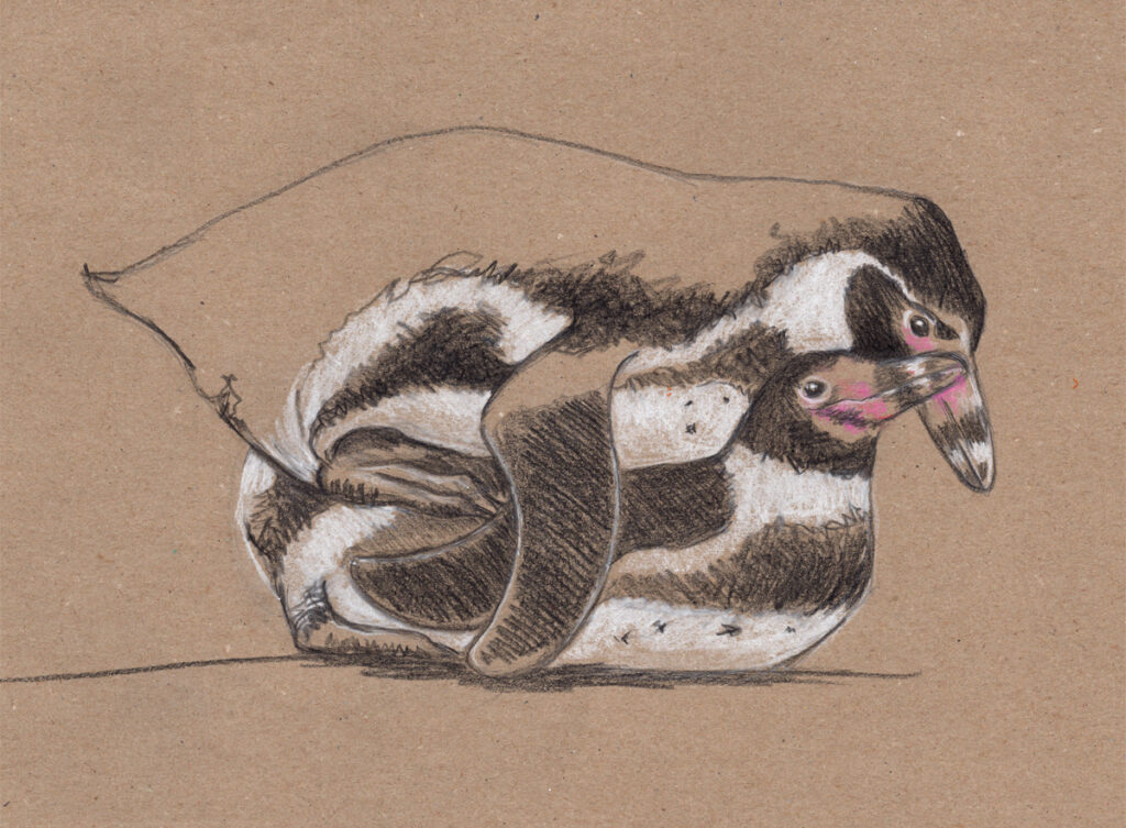 Zeichnung – "Allen wie sie es mögen", Humboldt-Pinguine